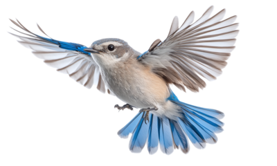 Mountain bluebird flying isolated on transparent background.