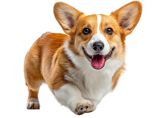 Happy Corgi: A cheerful corgi dog races into the frame, tongue lolling out with pure joy and enthusiasm, a perfect embodiment of canine happiness.