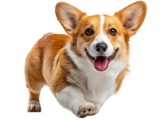 Happy Corgi: A cheerful corgi dog races into the frame, tongue lolling out with pure joy and enthusiasm, a perfect embodiment of canine happiness.