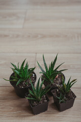 A set of small succulents. Indoor plants. Succulents top view. Haworthies in black plastic pots.