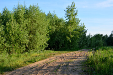 Dirt Road Through a Lush Green Forest with blue sky in the sunset