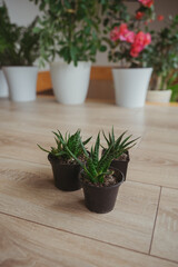 Indoor plants. Succulents top view. Haworthies in black plastic pots. A set of small succulents. Vertical photo.