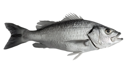 Silver fish isolated detailed view of scales fins and body