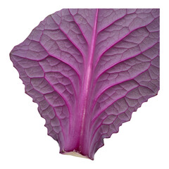 Closeup of red cabbage leaf with bold color and white veins isolated for design use