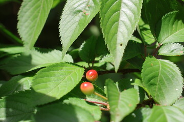Cherry blossom fruit