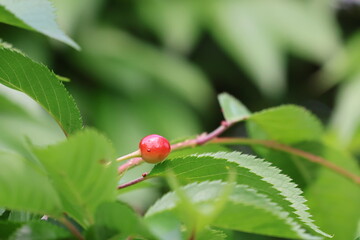 Cherry blossom fruit