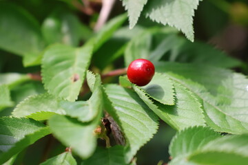 Cherry blossom fruit