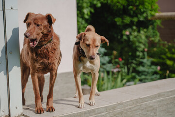A pair of mongrel dogs stand on the parapet and wag their tails to the photographer. Dogs are walking in their yard. Pets that live a happy life after surviving on the streets. Domestic dogs.