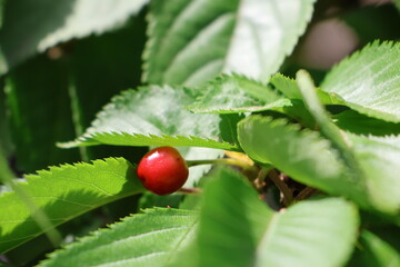 Cherry blossom fruit