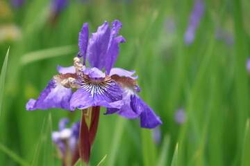 Iris Flowers in bloom
