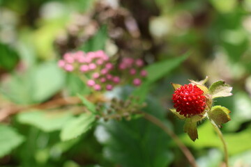 Faux Strawberry in a garden bed.