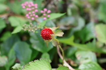 Faux Strawberry in a garden bed.