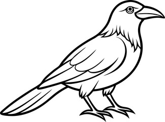 vector illustration of a craw 