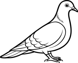 vector illustration of a pigeon