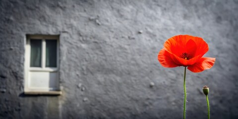 A single vibrant red poppy flower blossoms against a textured gray wall, near a small window.