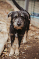 Animal shelter. A dog in an enclosure in a shelter for homeless animals. A dog without an owner. Average dog without breed. Vertical photo. A dog looking at the camera. A sad look.