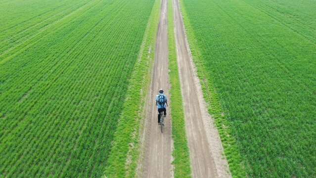 Fototapeta Cyclist riding along a rural path surrounded by green fields.