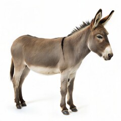 Obraz premium A realistic portrait of a standing donkey isolated on a clean white background