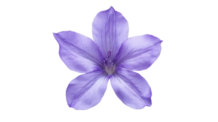 Radiating lavender blossom, Transparent background, PNG file