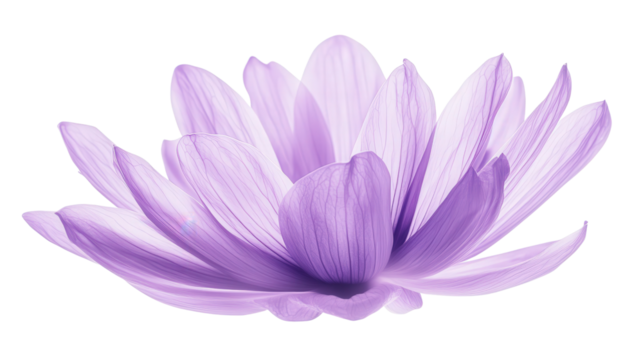 Radiating lavender blossom, Transparent background, PNG file