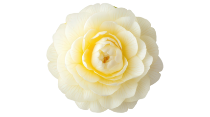 Pale yellow camellia flower Transparent background, PNG file