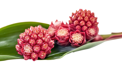 Rare Amazonian Zingiber zerumbet flower Transparent background, PNG file