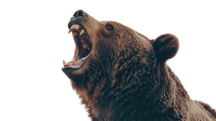 Powerful grizzly bear roaring Transparent background, PNG file