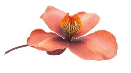 Rare flowering Couroupita guianensis bloom Transparent background, PNG file