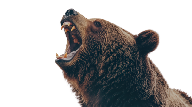 Powerful grizzly bear roaring Transparent background, PNG file