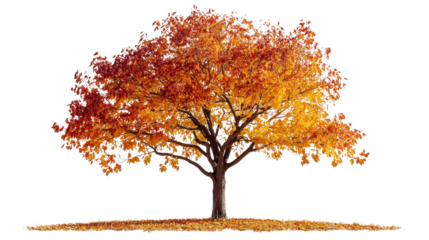 Red bark tree with golden leaves, Transparent background, PNG file