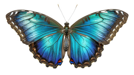 Obraz premium Peacock butterfly displaying wings Transparent background, PNG file