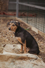 Animal shelter. A dog in an enclosure in a shelter for homeless animals. A dog without an owner. Average dog without breed. Vertical photo. A dog looking at the camera. A sad look.