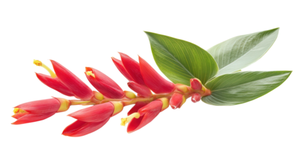 Rare Heliconia wagneriana bloom Transparent background, PNG file
