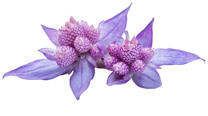 Rare purple Justicia carnea bloom Transparent background, PNG file