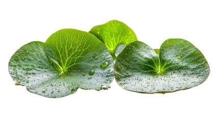 Rare Salvinia auriculata floating leaf Transparent background, PNG file
