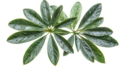 Rare Schefflera morototoni leaf Transparent background, PNG file
