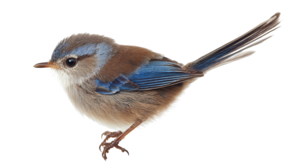 Rare splendid fairywren perched Transparent background, PNG file