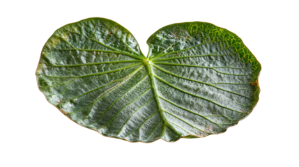 Rare Victoria amazonica leaf Transparent background, PNG file