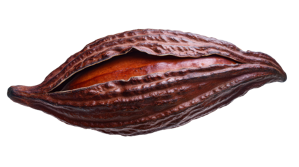 Rare Theobroma cacao pod Transparent background, PNG file
