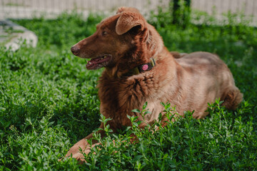 A red-colored dog lies in the grass in the yard of his house. The dog is resting. A mongrel dog similar to a Labrador. Domestic dog.