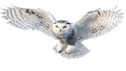 Majestic snowy owl in flight