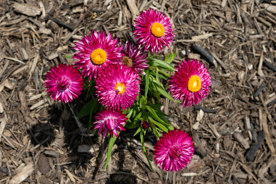 Flowers colse up