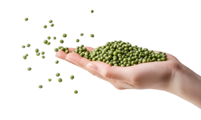 Green beans in hand, ingredient for cooking isolated on transparent background.