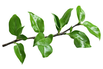 Obraz premium Fresh, vibrant branch with lush green leaves