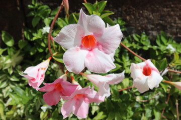 pink and white flowers