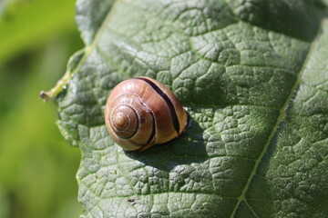 Brown-lipped Snail (Cepaea nemoralis) on green leaf in summer garden
