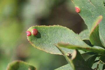 Wheat Stem Rust (Puccinia graminis) on leaf of barberry (Berberis vulgaris)