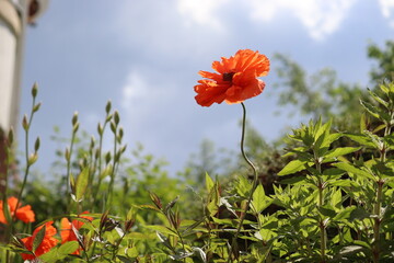 Red double flower of Oriental poppy (Papaver orientale) in summer garden