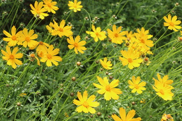 yellow flowers in the grass
