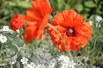 Red double flowers of Oriental poppy (Papaver orientale) in summer garden